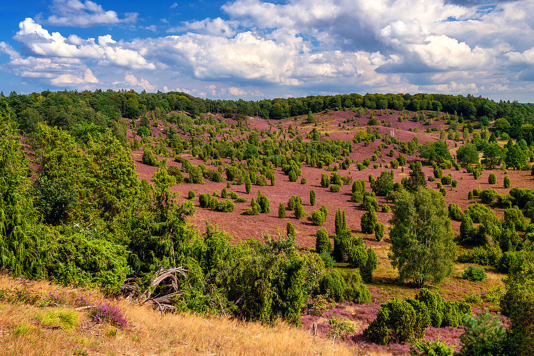 Heideblüte, Heide, Aussicht, Totengrund, Lüneburger Heide, Niedersachsen, Deutschland, Europa 