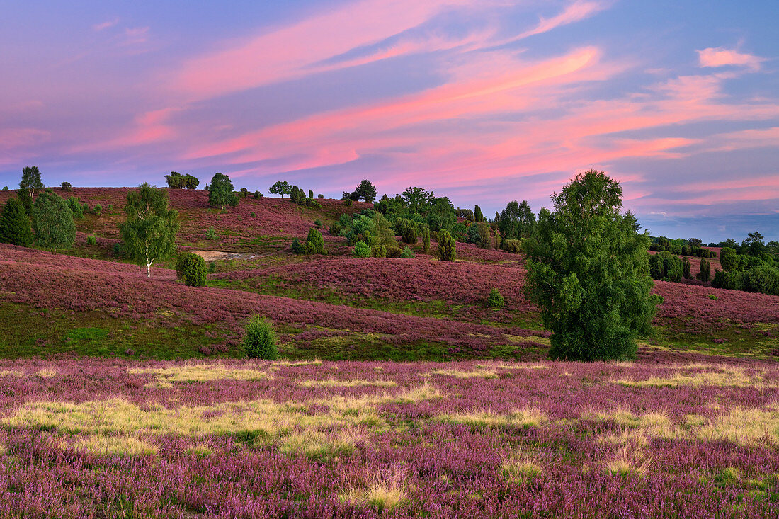 Heideblüte, Heide, Aussicht, Wilseder Berg, Lüneburger Heide, Niedersachsen, Deutschland, Europa 