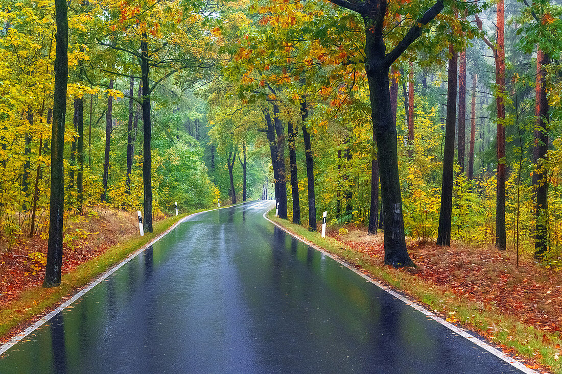 Straße, Regen, Kurve, Herbst, Bielatal, Nationalpark, Sächsische Schweiz, Deutschland, Europa 