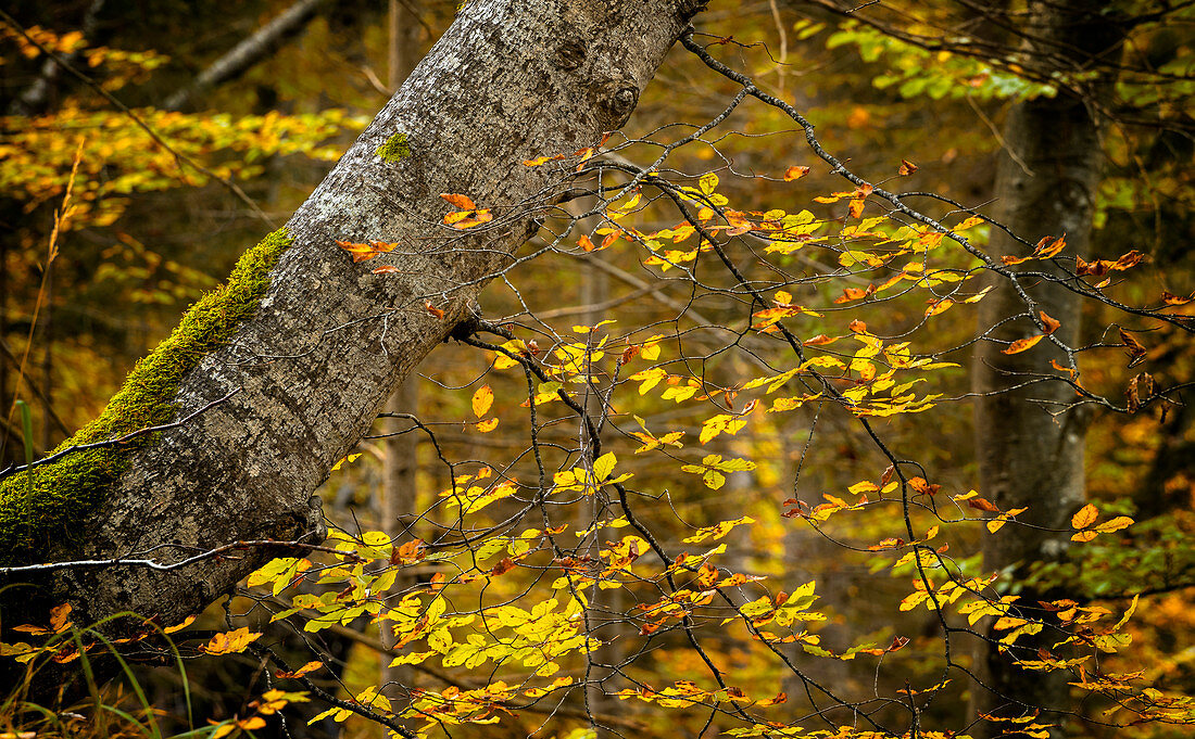 Herbstlaub im Buchenwald südlich von München, Oberbayern, Bayern, Deutschland, Europa