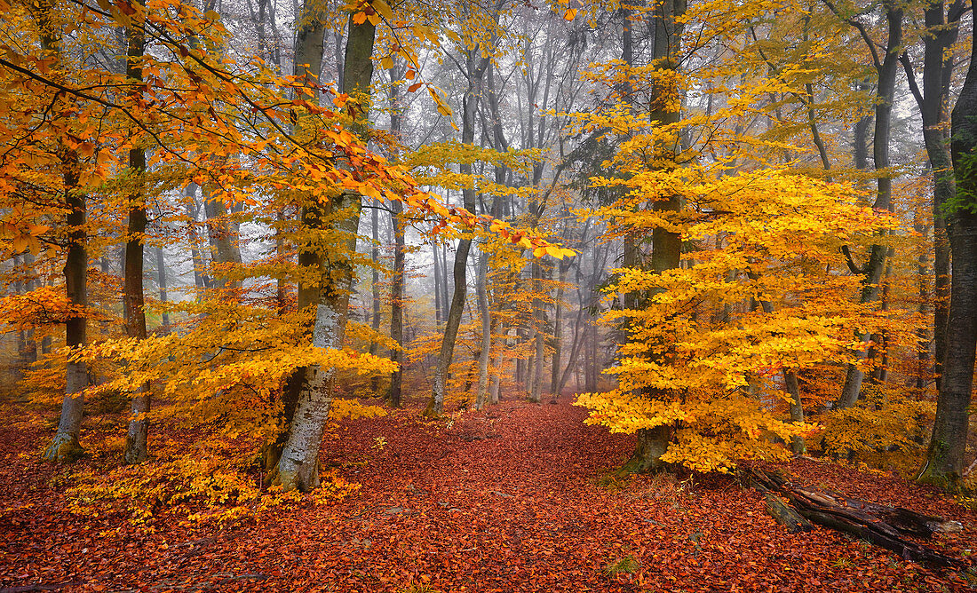 Weg durch einen Wald im Herbst mit Herbstlaub am Boden, Bayern, Deutschland