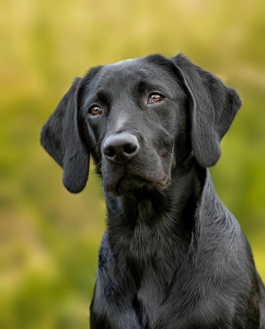 Portrait eines jungen Labrador Retrievers