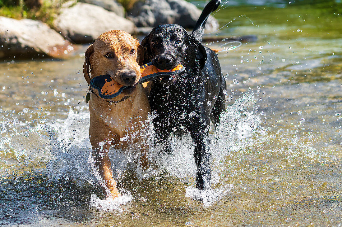 Two Labrador Retrievers romp in the river