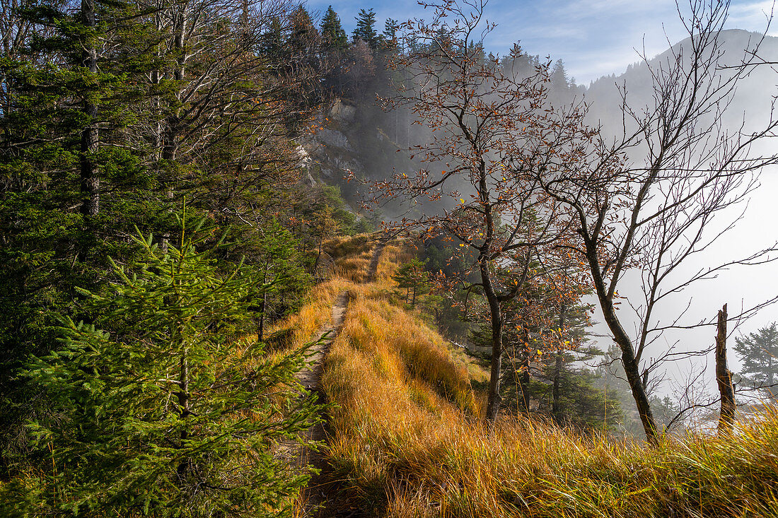 Auf dem Weg zur Sonnenspitz im Herbst, Kochel am See, Oberbayern, Bayern, Deutschland, Europa