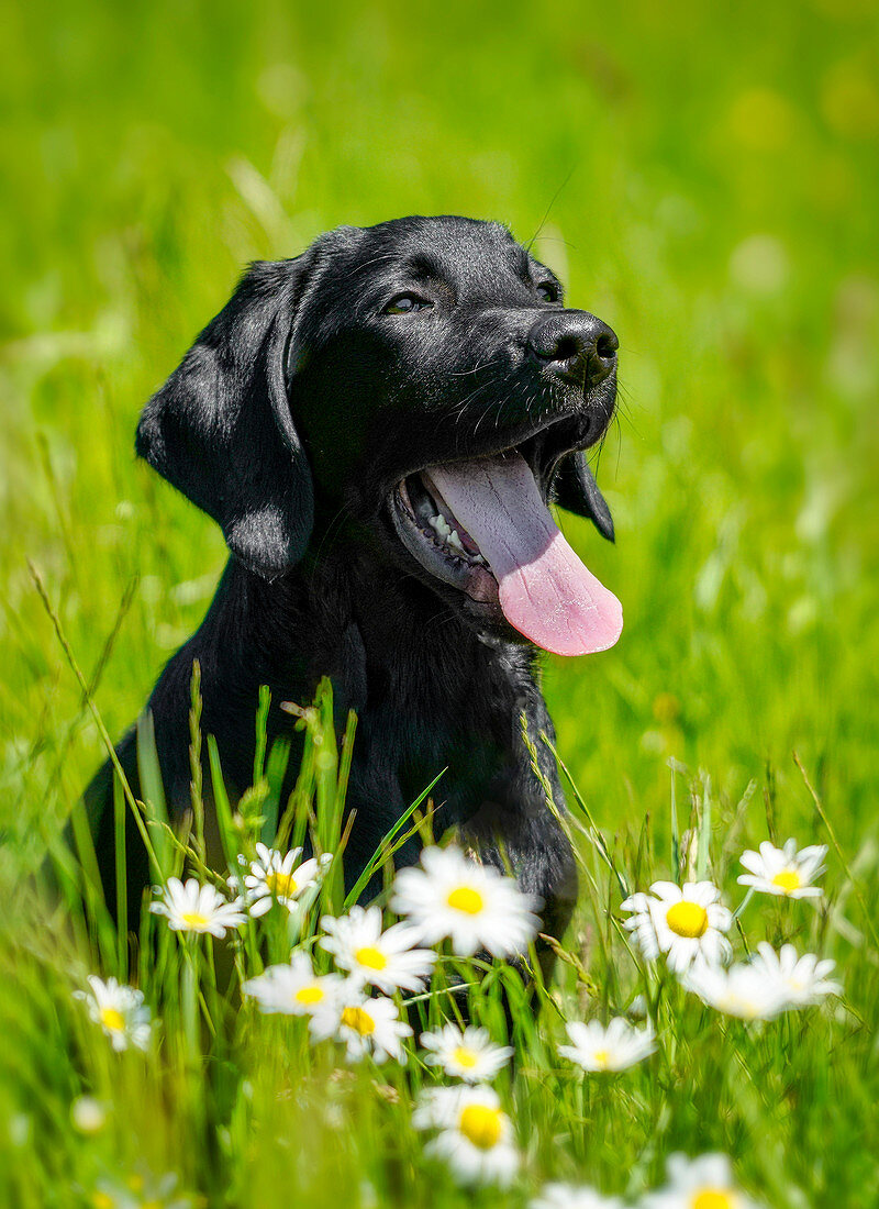 Young labrador sits in a spring meadow