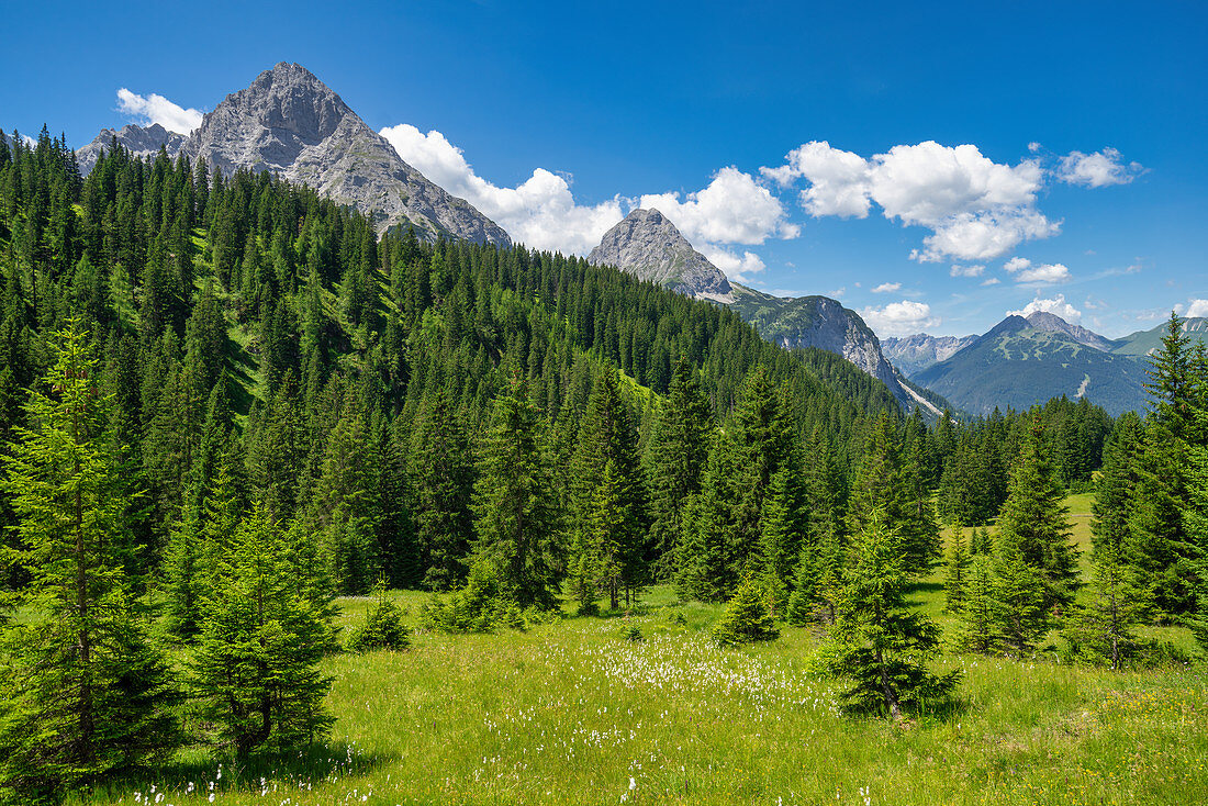 View over the summer mountain forest to the Mieminger chain, Ehrwald, Tyrol, Austria, Europe