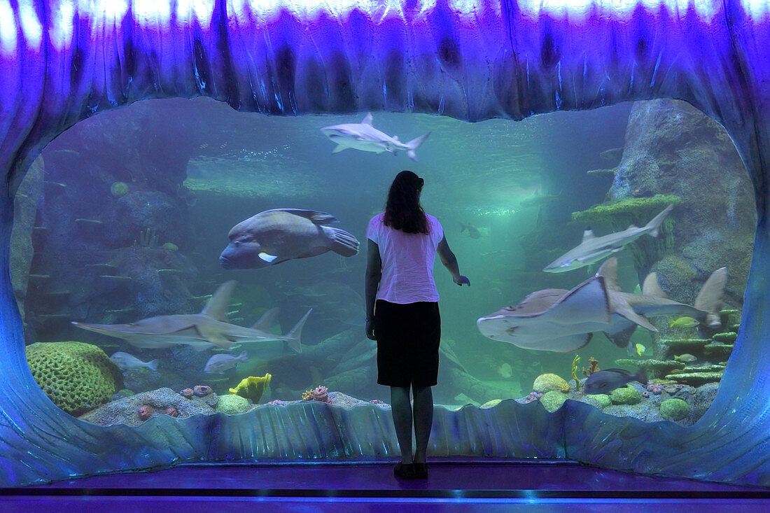 SYDNEY - 21. FEBRUAR 2019: Frau betrachtet Haie im Sea Life Aquarium in Sydney New South Wales, Australien, das mehr als 700 Arten und 13.000 einzelne Fische und andere Meeres- und Wasserlebewesen ausstellt.