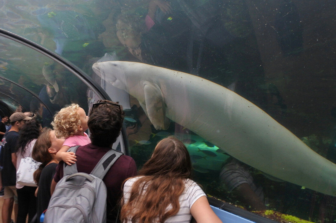SYDNEY - 21. FEBRUAR 2019: Besucher, die einen männlichen Dugong im Sydney Aquarium betrachten. Weltweit werden nur drei Dugongs in Gefangenschaft gehalten, und die IUCN listet den Dugong als vom Aussterben bedrohte Art