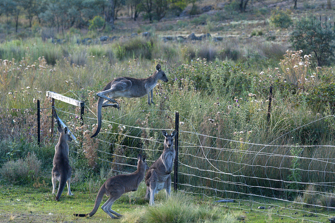 Eastern gray kangaroos jumping over a fance of a farm in the outback of Canberra Australia Capital Territory