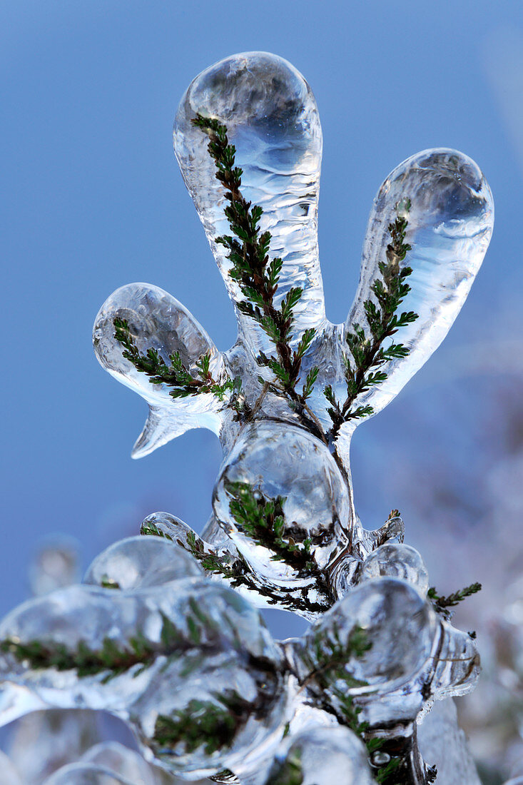 Eisansammlung auf Besenheide (Calluna vulgaris), die in der Nähe eines Baches wächst, Sutherland, Schottland, Dezember 2011