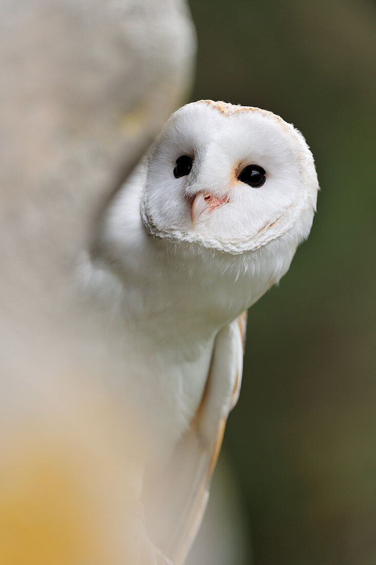 Barn Owl (Tyto alba) captive bird perech on old stone wall, Midlothian, Scotland, March 2012