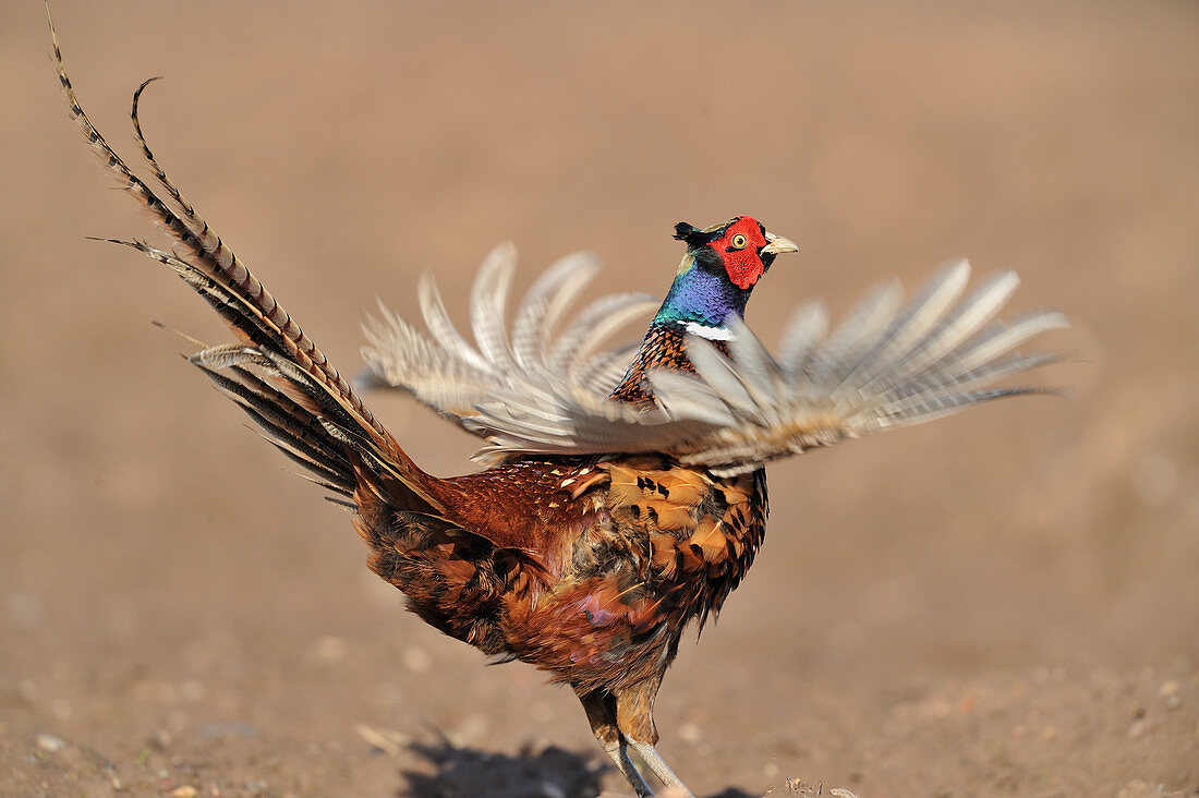 Ring-necked Pheasant (Phasianus colchicus) male in ploughed arable field displaying to attract female in spring, Berwickshire, Scotland, March 2010