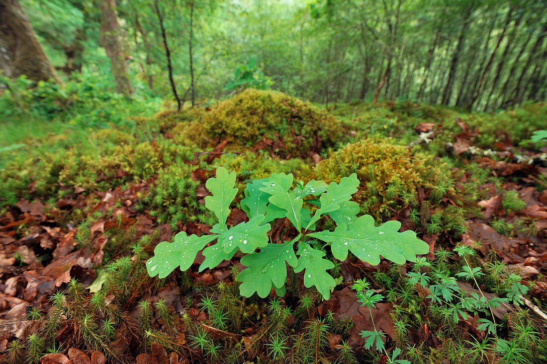 Sessile / Durmast Oak (Quercus petraea) seedling growing on woodland floor surrounded by mosses and leaf litter, Drippan wood, Glen Finglas, Woodland Trust Reserve, Loch Lomond and the Trossachs National Park, Scotland, June 2018