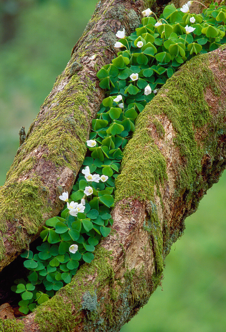 Wood Sorrel (Oxalis acetosella) growing on sessile oak tree, RSPB Inversnaid Nature Reserve, Loch Lomond and the Trossachs National Park,\nStirlingshire, Scotland, May 1993