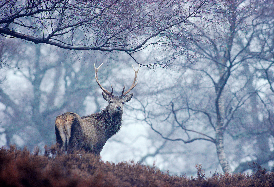 Rothirsch (Cervus elaphus) bei Regenwetter im heimischen Birkenwald, Mar Lodge Estate, Cairngorms National Park, Schottland, November 1985