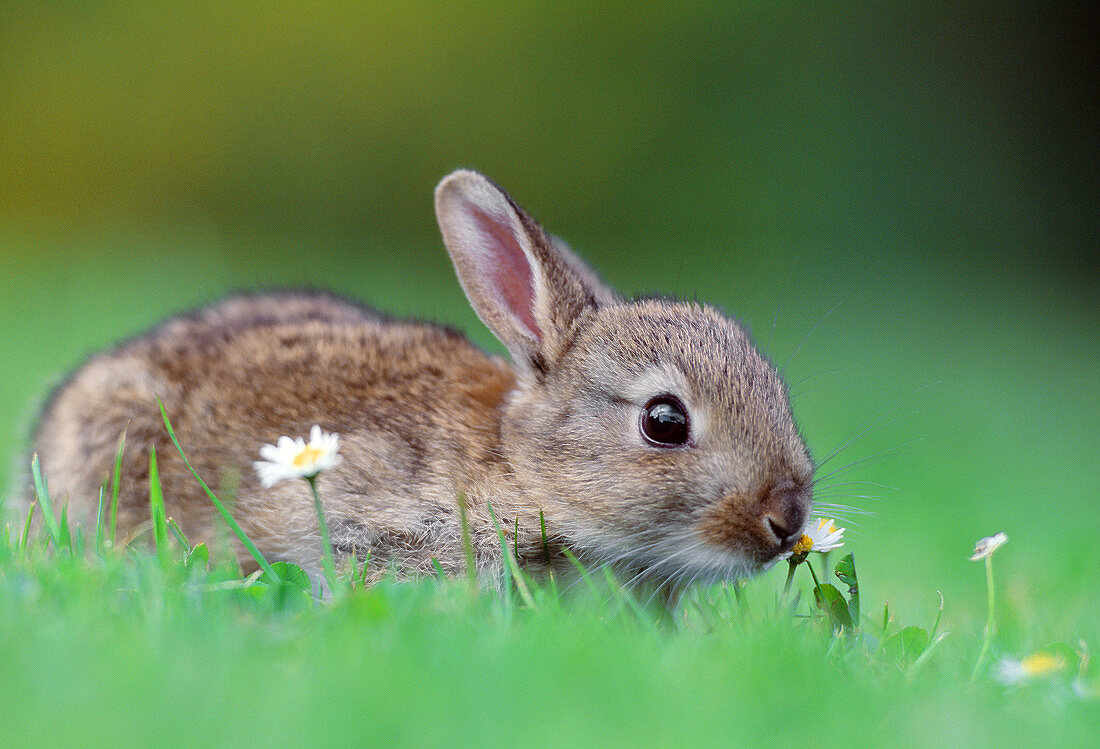 Kaninchen (Oryctolagus cuniculus), Junges Kaninchen, das sich auf den Gartenrasen verirrt hatte, Berwickshire, Schottland, Juni 2003