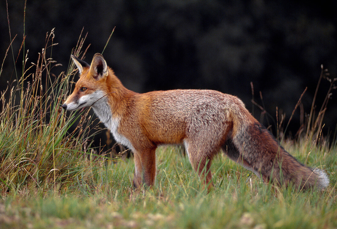 Rotfuchs (Vulpes vulpes) halb-erwachsen, halbgewöhntes Tier, Loch Lomond und der Trossachs-Nationalpark, Stirlingshire, Schottland, September 1999