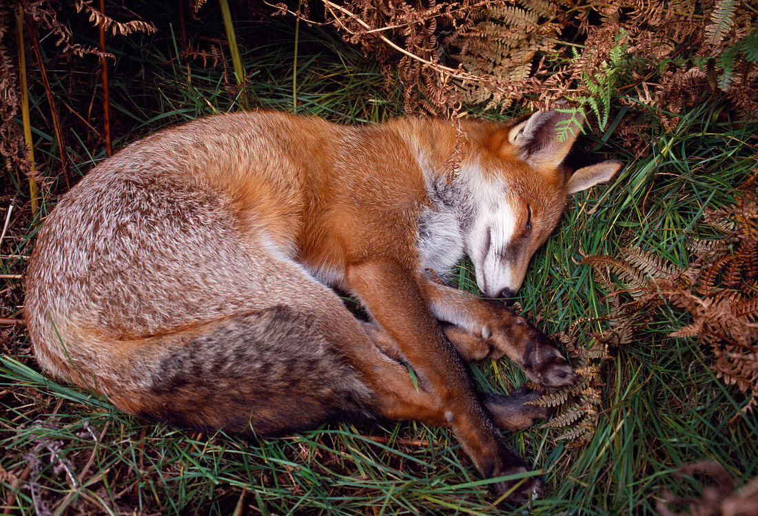 Rotfuchs (Vulpes vulpes) halb-erwachsen, halbgewöhntes Tier beim Mittagsschlaf, Loch Lomond und der Trossachs-Nationalpark, Stirlingshire, Schottland, September 1999