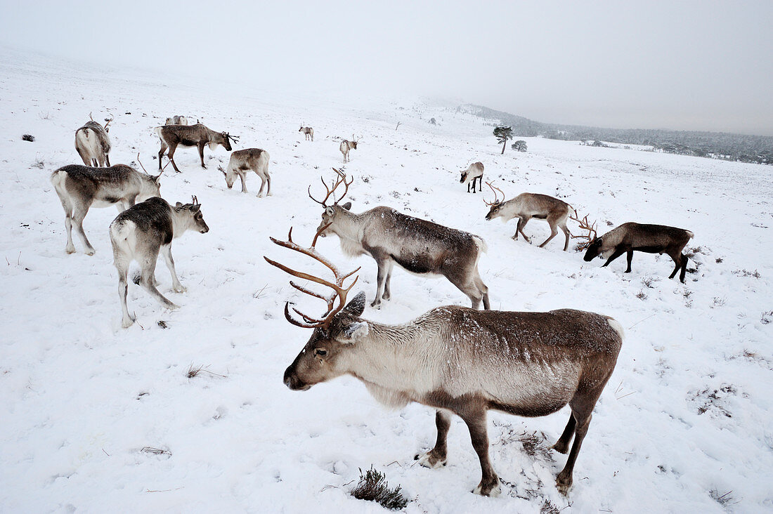 Reindeer (Rangifer tarandus) herd in snow, Cairngorms Reindeer Herd, reintroduced to Scottish Highlands, Cairngorm National Park, Speyside, Scotland, December 2008