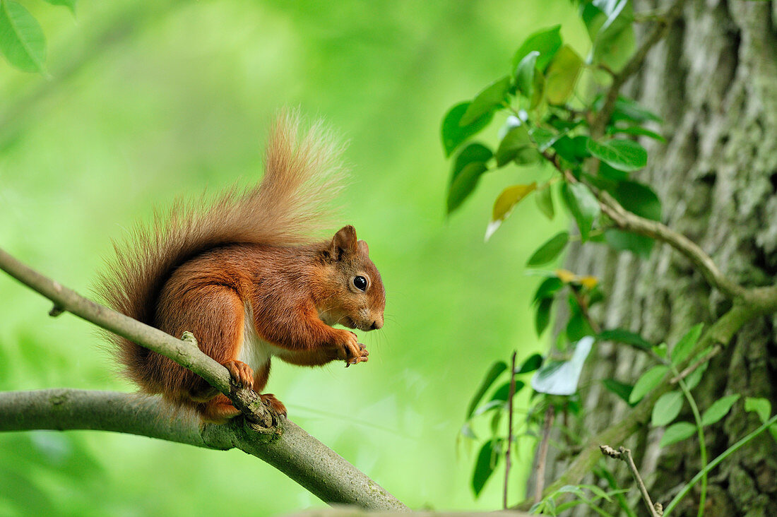 Red Squirrel (Sciurus vulgaris) in summer coat and in deciduous woodland, Berwickshire, Scotland, June 2011