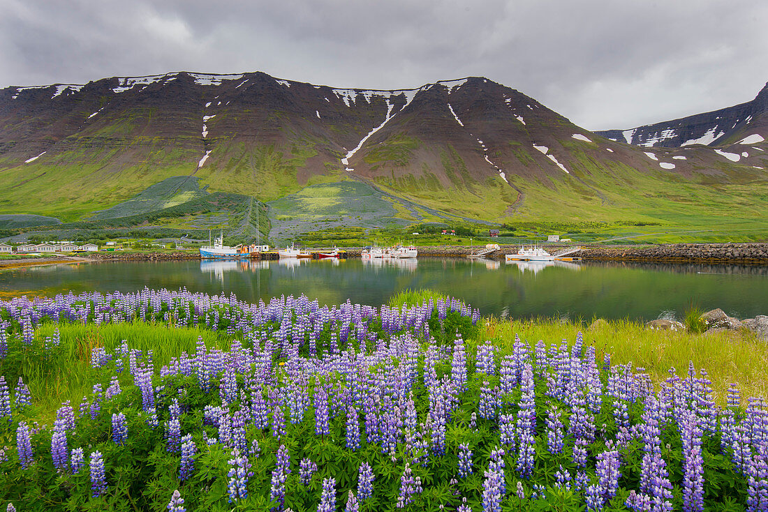 Flateyri Hafen, Westfjordur, Island