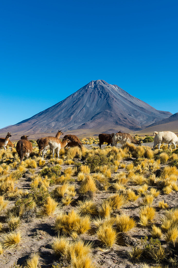 Lamas mit Licancabur-Vulkan, 5.920 m (19.423 ft), im Hintergrund, ein hochsymmetrischer Stratovulkan im südlichsten Teil der Grenze zwischen Chile und Bolivien, nahe dem Jama-Pass in den Anden, Chile.