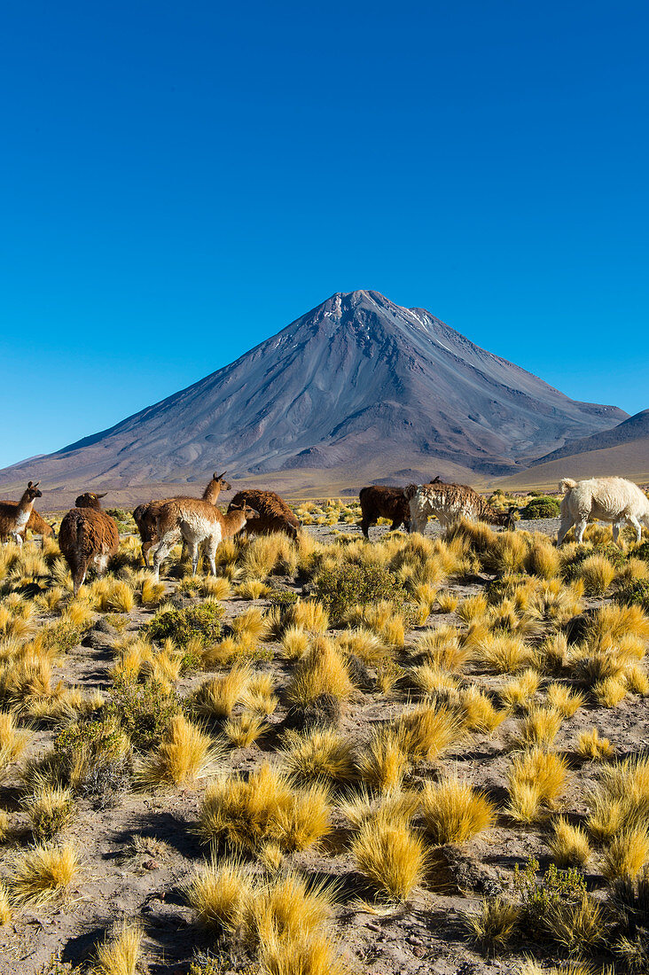 Llamas with Licancabur volcano, 5,920 m (19,423 ft), in background, which is a highly symmetrical stratovolcano on the southernmost part of the border between Chile and Bolivia, near the Jama Pass in the Andes Mountains, Chile.