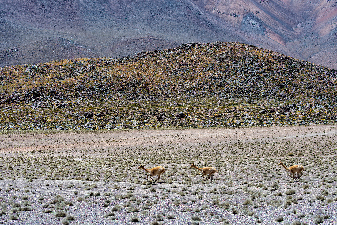Vikunja (Vicugna vicugna), läuft über den kargen Boden in der Nähe der Lagune Miscanti im Los Flamencos Nationalreservat, bei San Pedro de Atacama in der Atacama-Wüste, Nordchile
