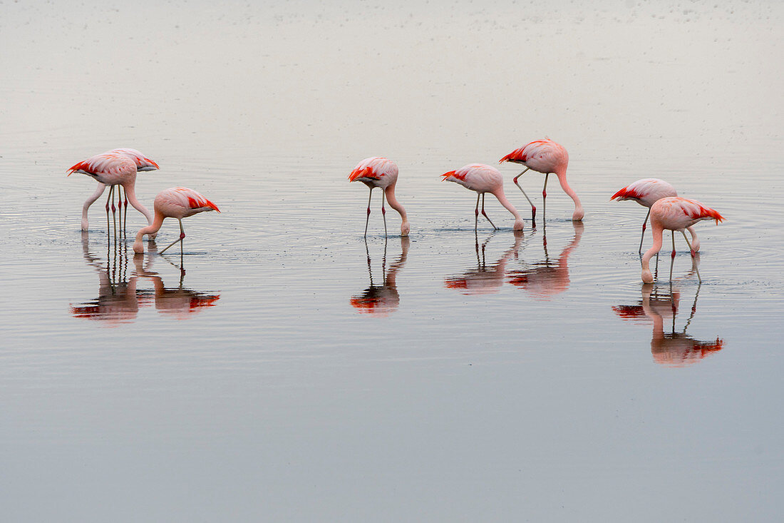 A group of Chilean flamingos (Phoenicopterus chilensis) are feeding in the water of the Laguna Nimez Bird Sanctuary in El Calafate, Argentina.