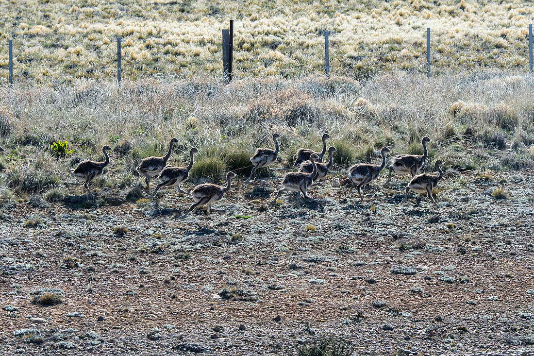 Küken vom Darwin-Nandu (Rhea pennata) laufen entlang der Route 40 in der Nähe des Dorfes Esperanza in Patagonien, Argentinien.