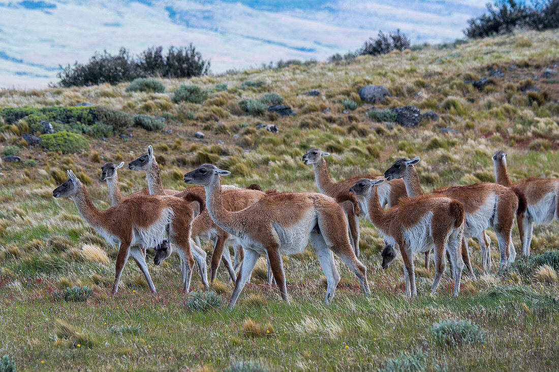 A herd of Guanacos (Lama guanicoe) on ranch land near Torres del Paine National Park in Southern Chile.