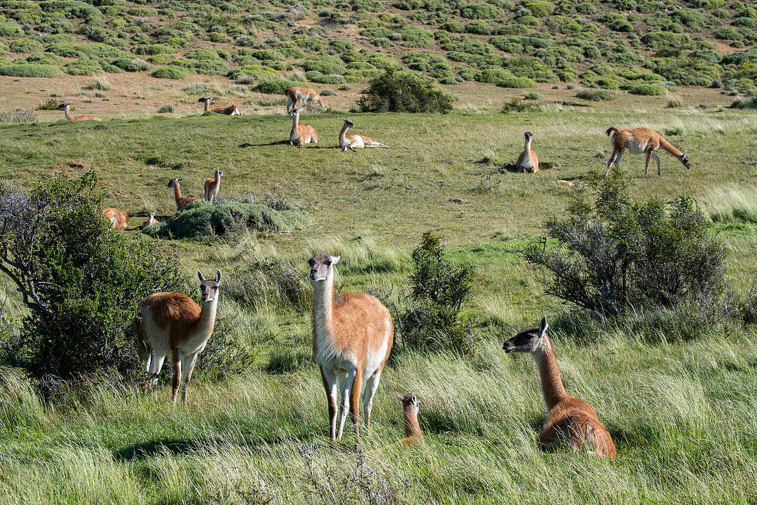 Eine Familiengruppe von Guanacos (Lama guanicoe) im Nationalpark Torres del Paine im Süden Chiles.