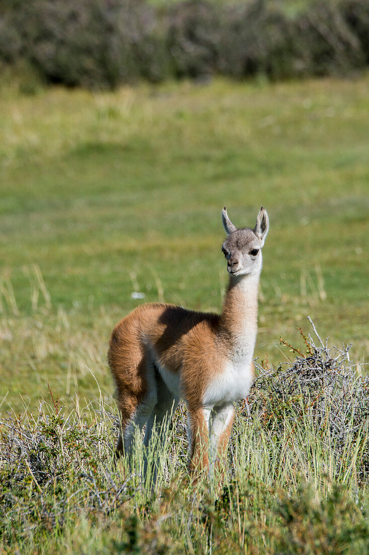 A baby (chulengo) guanaco (Lama guanicoe) in Torres del Paine National Park in Southern Chile.