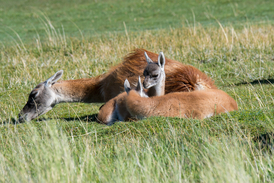 A mother guanaco (Lama guanicoe) with a baby (chulengo) in Torres del Paine National Park in Southern Chile.