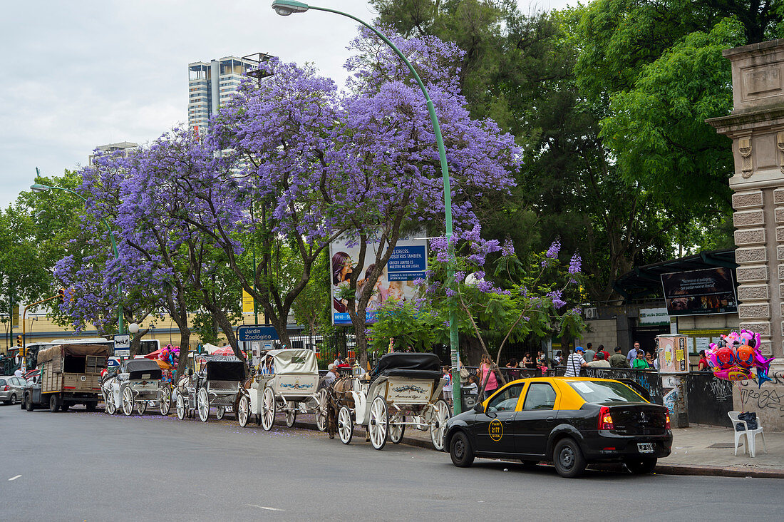 Blühende Jacaranda-Bäume im Botanischen Garten in Buenos Aires, Argentinien.
