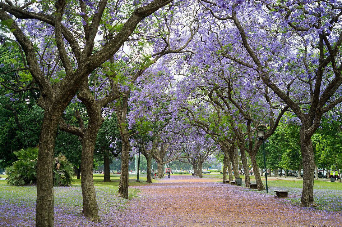 Jacaranda-Bäume in der Nähe der Plaza Italia in Buenos Aires, Argentinien.