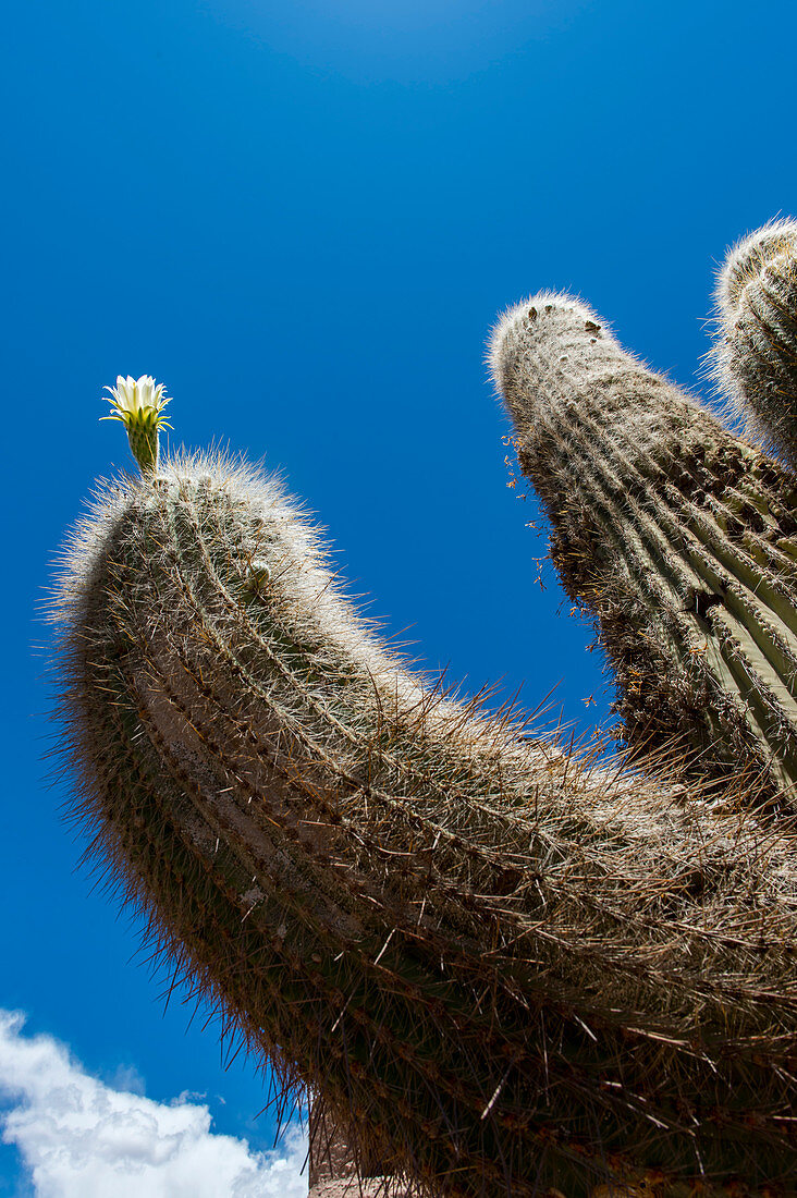 Cardón-Kaktus mit Blüte in Humahuaca, einer Stadt im Tal von Quebrada de Humahuaca, Andengebirge, Provinz Jujuy, Argentinien.