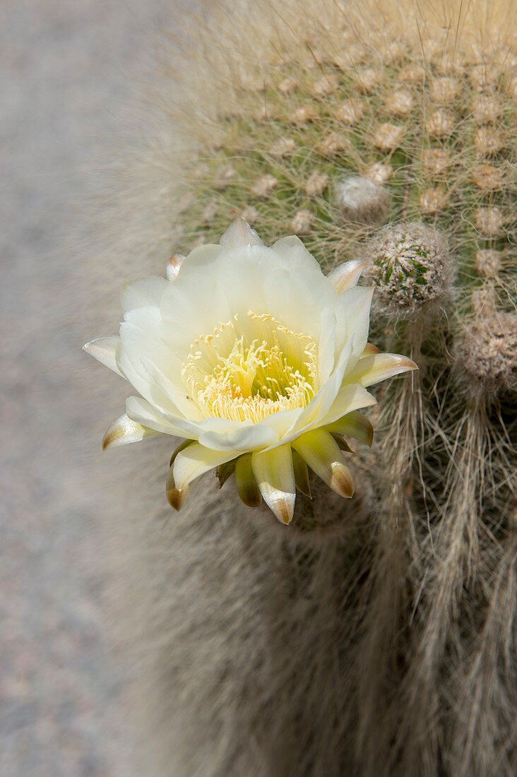 Close-up of Cardon cacti flower in the Andes Mountains near Purmamarca, Jujuy Province, Argentina.