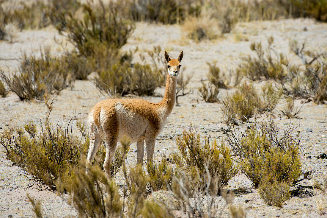 Vikunja in der Nähe von Salinas Grandes in den Anden, Provinz Jujuy, Argentinien.