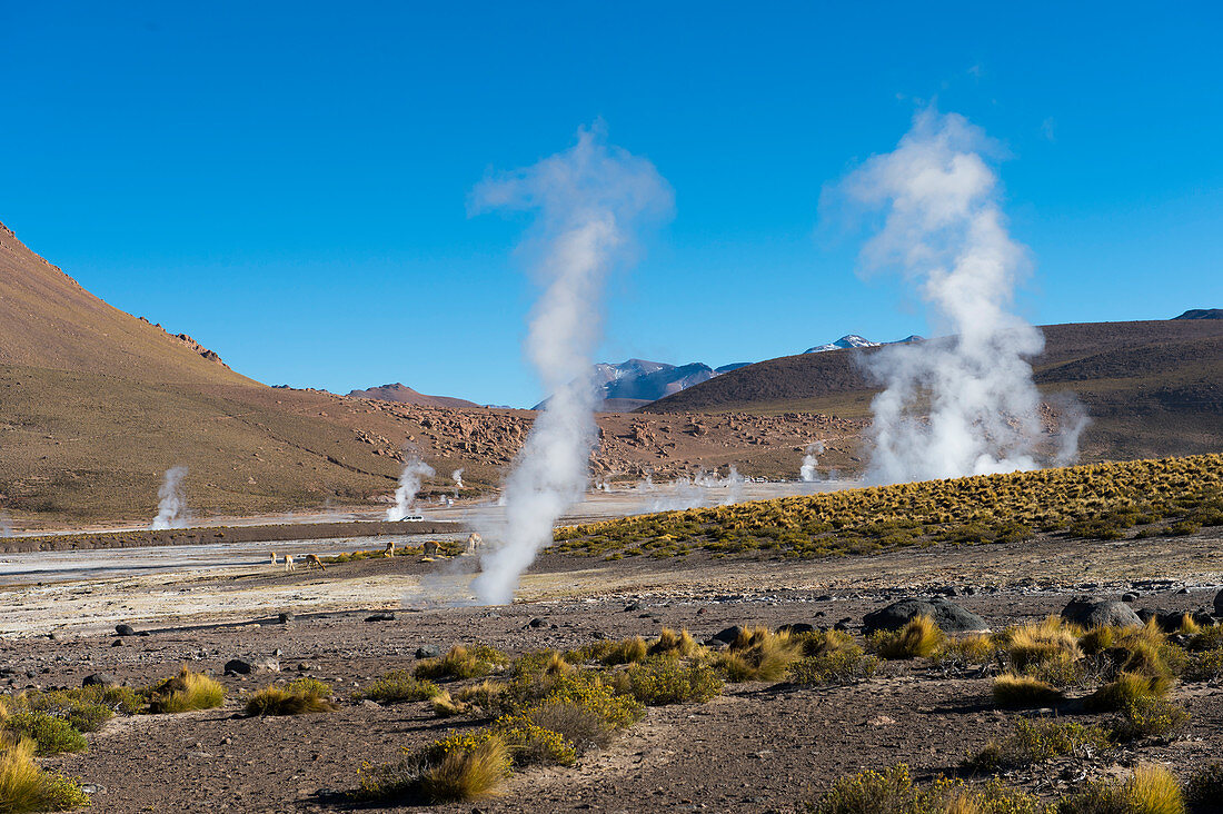 Dampf steigt aus den heißen Quellen im geothermischen Becken von El Tatio Geysirs bei San Pedro de Atacama in der Atacama-Wüste, Nordchile, auf.