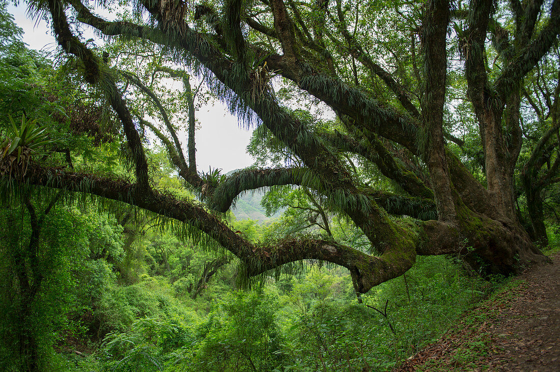 Trees covered with bromeliads and ferns in the neotropical Yungas Cloud forest in the foothills of the Andes Mountains near Salta, Argentina.