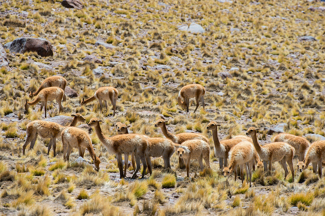 Vikunjas (Vicugna vicugna) am Hang in der Atacama-Wüste bei San Pedro de Atacama, Nordchile.