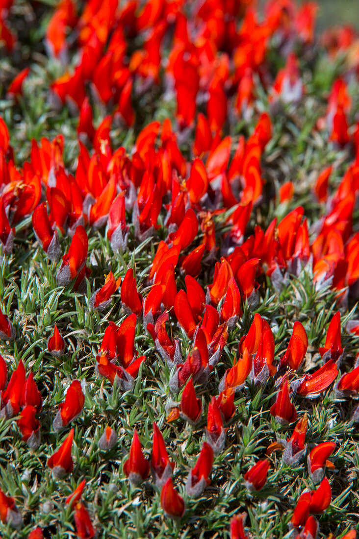 Neneo (Anathrophyllum desideratum) wildflowers in Torres del Paine National Park in Patagonia, Chile.
