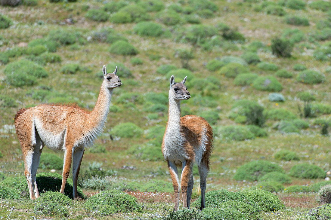 Guanacos (Lama guanicoe) in Torres del Paine National Park in Patagonia, Chile.