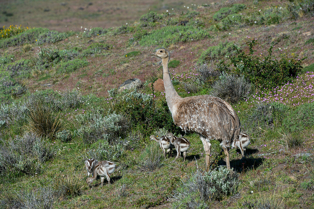 Darwin-Nandu (Rhea pennata) Männchen mit Küken im Nationalpark Torres del Paine in Patagonien, Chile.