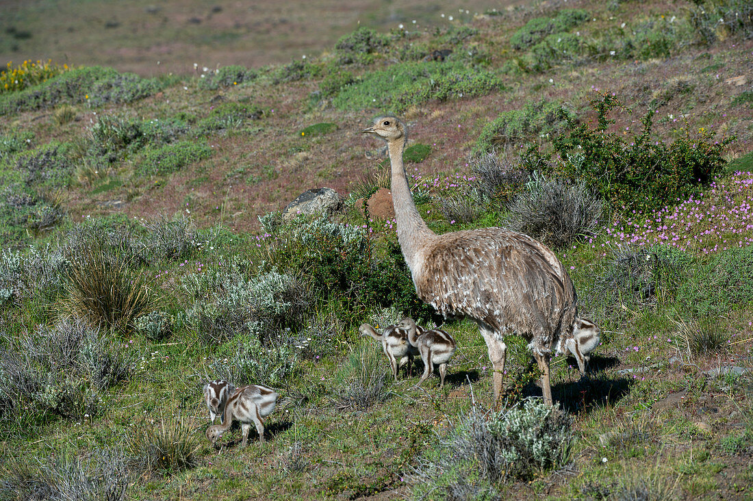 Darwin's Rhea (Rhea pennata) male with chicks in Torres del Paine National Park in Patagonia, Chile.