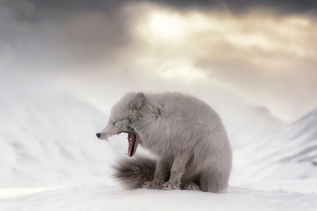 Gähnender Polarfuchs (Alopex lagopus) in der verlassenen russischen Siedlung Pyramiden, Billefjord, Spitzbergen