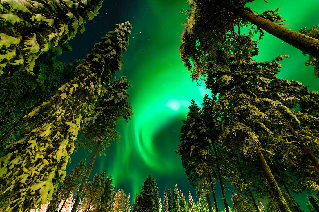 Nordlichter (Auora Borealis), (Pyhätunturi, Pyhä-Luosto-Gebiet) Lappland, Finnland