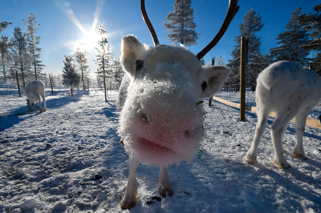 Funny puppy reindeer, (close up portrait), Saariselkä, Lapland, Finland