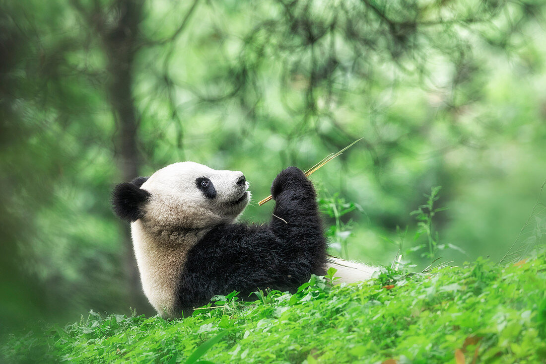 Riesenpanda (Ailuropoda melanoleuca) in einer Panda-Basis, Chengdu-Region, Sichuan, China